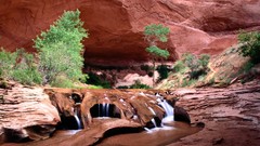 Nature canyon Utah coyote