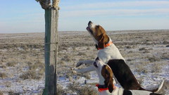 Nature cats Animals deserts