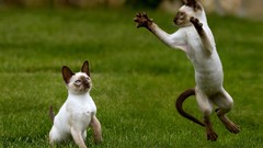 Nature cats Animals siamese