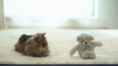 Nature cats teddy bears ben torode