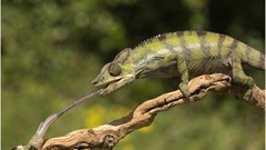 Nature chameleon