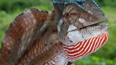 Nature chameleons Reptiles
