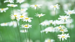 Nature chamomile