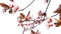 Nature cherry blossoms Flowers