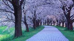 Nature cherry blossoms Trees