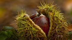 Nature chestnut