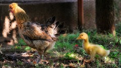 Nature Chickens chicks (chickens)
