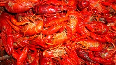 Nature China food shriya saran iran artwork