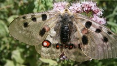 Nature close-up Spotted moths