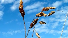 Nature clouds Plants Poaceae Dactylis glomerata