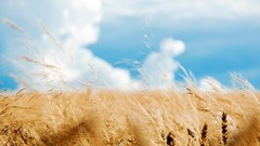 Nature clouds rye