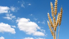 Nature clouds rye Plants skyscapes