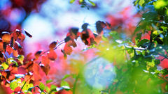 Nature color one Blast This dyingbeautystock