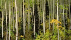 Nature Colorado grove Aspen forests National