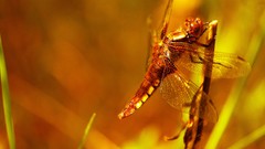 Nature colors Dragonflies Powerful smART Fotografie