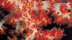 Nature Corals coral