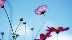 Nature cosmos flower