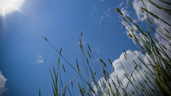 Nature crops skyscapes