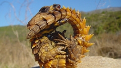 Nature curious WTF funny