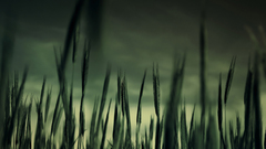 Nature dark fields Plants