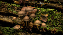 Nature dark mushrooms fungi