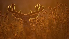 Nature deer sunlight antlers