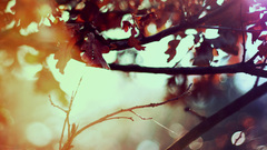 Nature depth of field