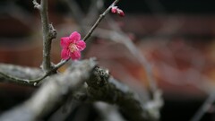 nature depth of field branch Flowers twigs pink flowers Plants
