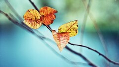 nature depth of field macro leaves Plants cyan outdoors twigs