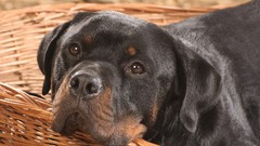 Nature Dogs rottweiler