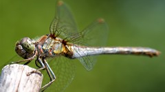 Nature dragonfly
