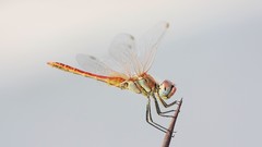 Nature dragonfly