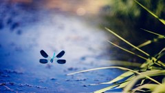 Nature dragonfly depth of