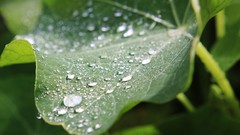 Nature drops bright Green Plants sunny water drops lime green