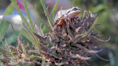 Nature drugs marijuana pot