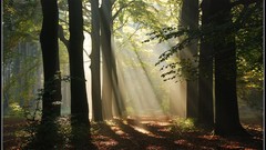 Nature Enchanted forests