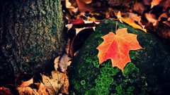 Nature fallen leaves vibrant