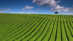 Nature fields stripes