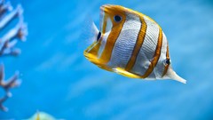 Nature fish aquarium California underwater stripes Monterey