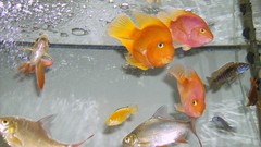 Nature fish aquarium parrot fish