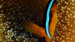 Nature fish national geographic sea anemones clownfish Palau