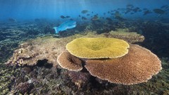 Nature fish underwater national geographic coral pacific ocean