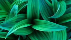 Nature flower Green leafs