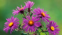 Nature Flowers asters