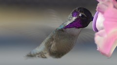 Nature Flowers Birds hummingbirds