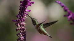 Nature Flowers Birds hummingbirds
