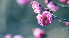 Nature Flowers blossoms apricots