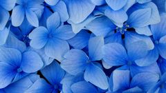 Nature Flowers blossoms hydrangea