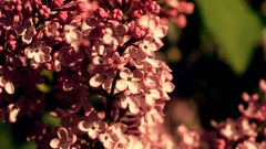 Nature Flowers blossoms lilac