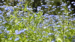Nature Flowers blue flowers